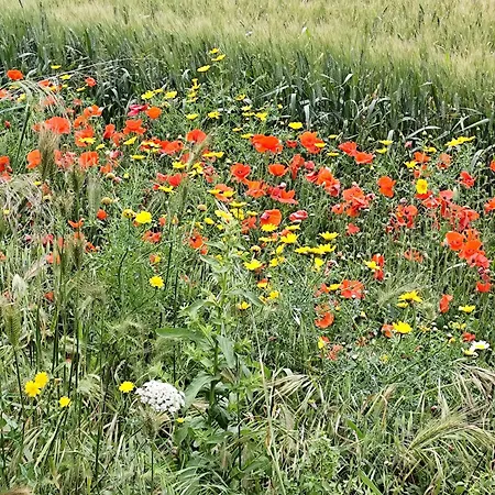 Casa Mirabilis 44 別荘 *