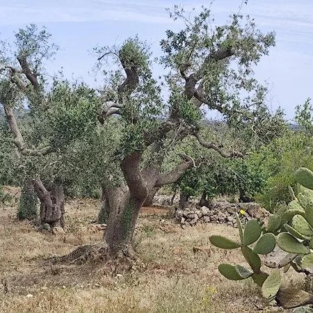 別荘 Casa Mirabilis 44