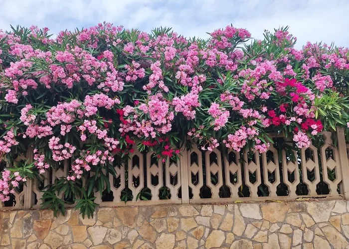 Casa Mirabilis 44